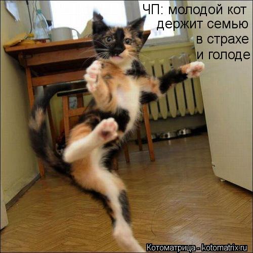ЧП: молодой кот держит семью в страхе и голоде... Котоматрица: ЧП: молодой кот держит семью в страхе и голоде