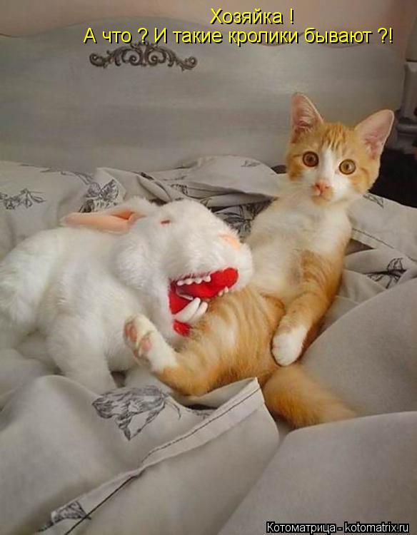 Хозяйка ! А что ? И такие кролики бывают ?!... Котоматрица: Хозяйка ! А что ? И такие кролики бывают ?!