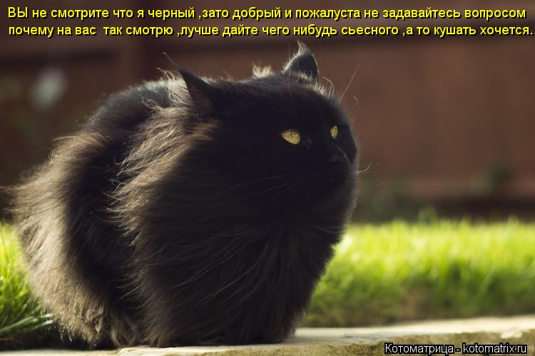 ВЫ не смотрите что я черный ,зато добрый и пожалуста не задавайтесь вопросом почему на вас так смот... Котоматрица: ВЫ не смотрите что я черный ,зато добрый и пожалуста не задавайтесь вопросом почему на вас так смотрю ,лучше дайте чего нибудь сьесного ,а т