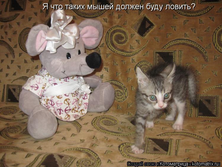 Я что таких мышей должен буду ловить?... Котоматрица: Я что таких мышей должен буду ловить?