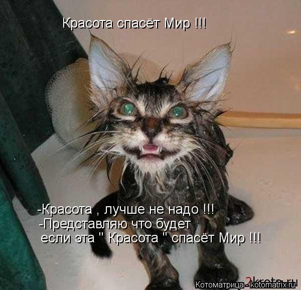 Красота спасёт Мир !!! -Красота , лучше не надо !!! -Представляю что будет если эта " Красота " спас... Котоматрица: Красота спасёт Мир !!! -Красота , лучше не надо !!! -Представляю что будет если эта " Красота " спасёт Мир !!!