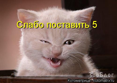 Слабо поставить 5... Котоматрица: Слабо поставить 5