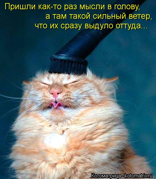 Пришли как-то раз мысли в голову, а там такой сильный ветер, что их сразу выдуло оттуда...... Котоматрица: Пришли как-то раз мысли в голову, а там такой сильный ветер, что их сразу выдуло оттуда...