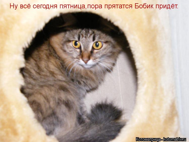 Ну всё сегодня пятница,пора прятатся Бобик придёт.... Котоматрица: Ну всё сегодня пятница,пора прятатся Бобик придёт.
