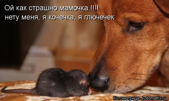 Ой как страшно мамочка !!!! нету меня, я кочечка, я глючечек... Котоматрица: Ой как страшно мамочка !!!! нету меня, я кочечка, я глючечек
