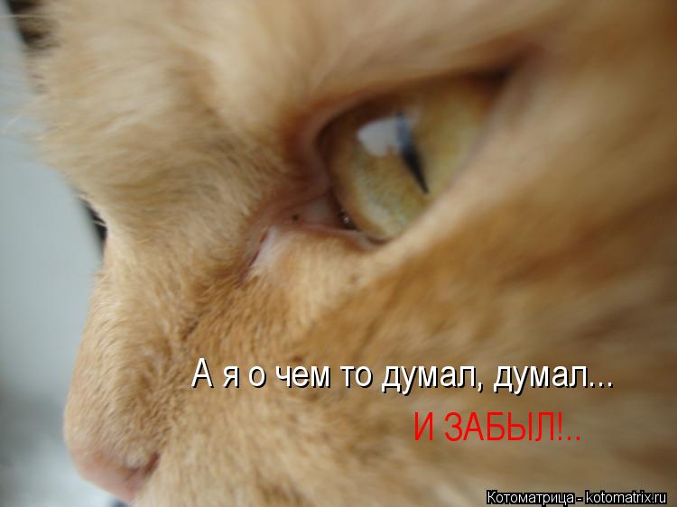 А я о чем то думал, думал... И ЗАБЫЛ!..... Котоматрица: А я о чем то думал, думал... И ЗАБЫЛ!..