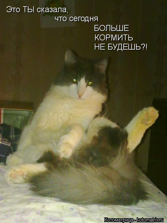 Это ТЫ сказала, что сегодня БОЛЬШЕ КОРМИТЬ НЕ БУДЕШЬ?!... Котоматрица: Это ТЫ сказала, что сегодня БОЛЬШЕ КОРМИТЬ НЕ БУДЕШЬ?!
