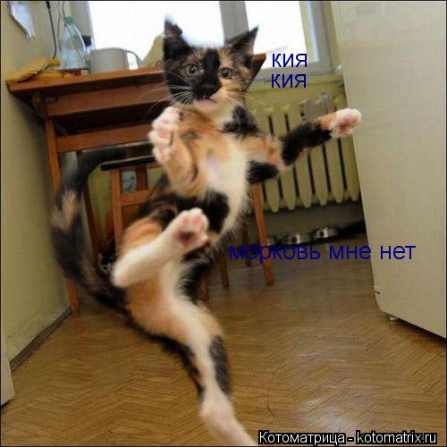 кия морковь мне нет кия... Котоматрица: кия морковь мне нет кия