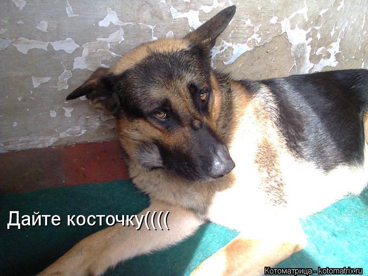 Дайте косточку((((... Котоматрица: Дайте косточку((((