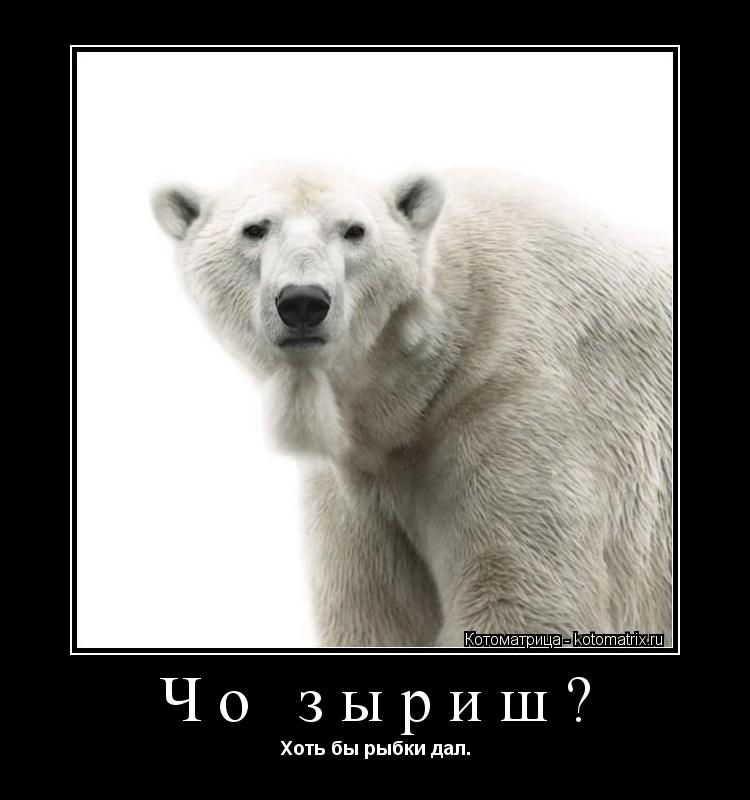 Чо зыриш? Хоть бы рыбки дал.... Котоматрица: Чо зыриш? Хоть бы рыбки дал.