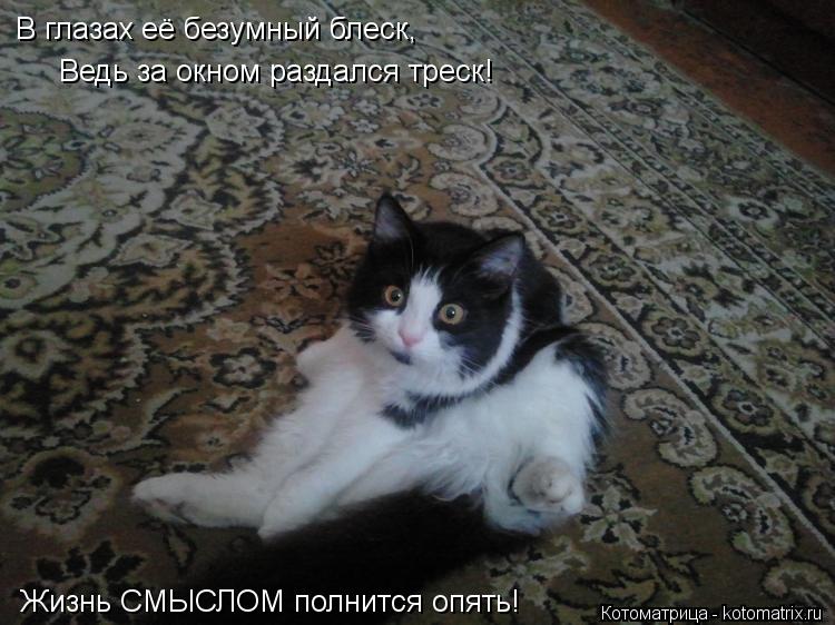 В глазах её безумный блеск, Ведь за окном раздался треск! Жизнь СМЫСЛОМ полнится опять!... Котоматрица: В глазах её безумный блеск, Ведь за окном раздался треск! Жизнь СМЫСЛОМ полнится опять!