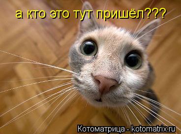 а кто это тут пришёл???... Котоматрица: а кто это тут пришёл???