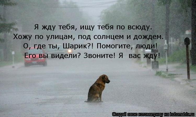 Я жду тебя, ищу тебя по всюду. Хожу по улицам, под солнцем и дождем. О, где ты, Шарик?! Помогите, люд... Котоматрица: Я жду тебя, ищу тебя по всюду. Хожу по улицам, под солнцем и дождем. О, где ты, Шарик?! Помогите, люди! Его вы видели? Звоните! Я вас жду!