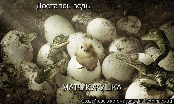 Досталсь ведь, МАТЬ КУКУШКА... Котоматрица: Досталсь ведь, МАТЬ КУКУШКА
