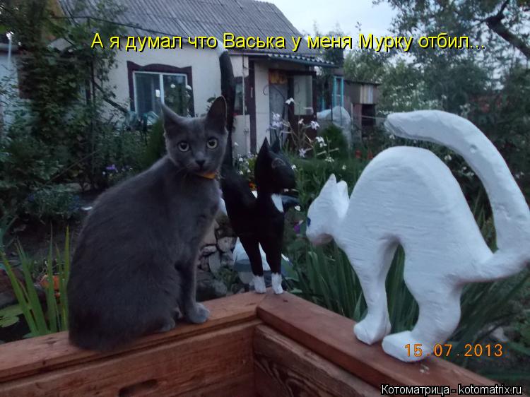 А я думал что Васька у меня Мурку отбил...... Котоматрица: А я думал что Васька у меня Мурку отбил...