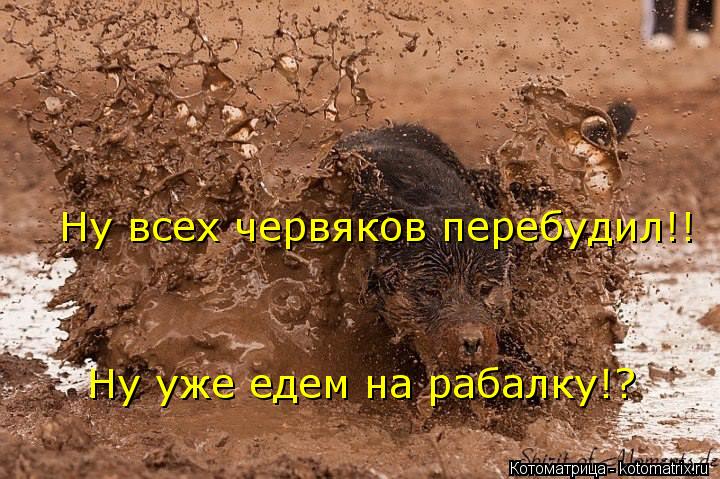 Ну всех червяков перебудил!! Ну уже едем на рабалку!?... Котоматрица: Ну всех червяков перебудил!! Ну уже едем на рабалку!?