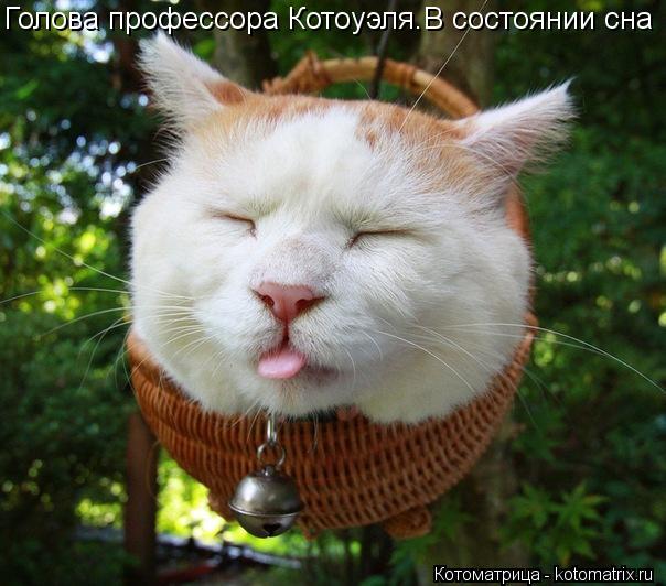 Голова профессора Котоуэля.В состоянии сна... Котоматрица: Голова профессора Котоуэля.В состоянии сна