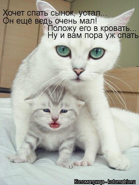 Ну и вам пора уж спать! Положу его в кровать... Хочет спать сынок, устал... Он ещё ведь очень мал!... Котоматрица: Ну и вам пора уж спать! Положу его в кровать... Хочет спать сынок, устал... Он ещё ведь очень мал!