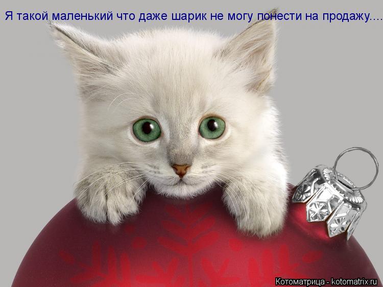 Я такой маленький что даже шарик не могу понести на продажу....... Котоматрица: Я такой маленький что даже шарик не могу понести на продажу....