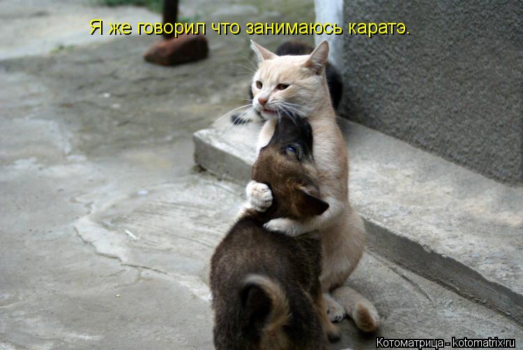 Я же говорил что занимаюсь каратэ.... Котоматрица: Я же говорил что занимаюсь каратэ.