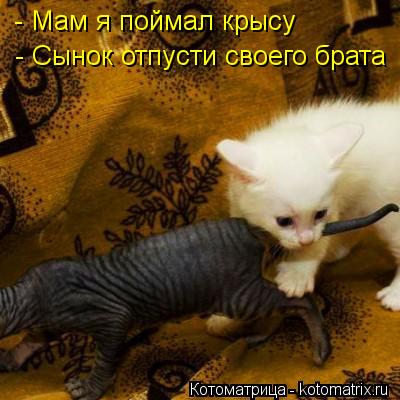 - Мам я поймал крысу - Сынок отпусти своего брата... Котоматрица: - Мам я поймал крысу - Сынок отпусти своего брата