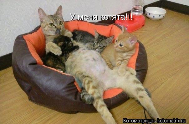 У меня котята!!!... Котоматрица: У меня котята!!!