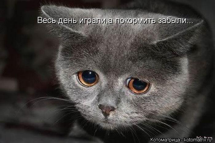 Весь день играли,а покормить забыли...... Котоматрица: Весь день играли,а покормить забыли...