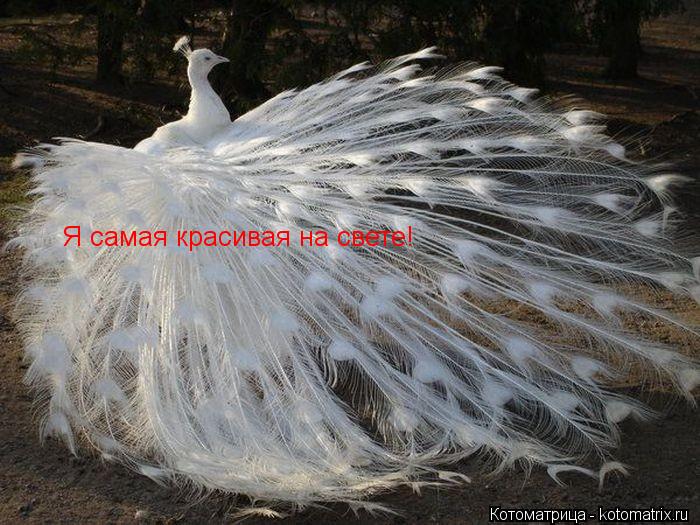 Я самая красивая на свете!... Котоматрица: Я самая красивая на свете!