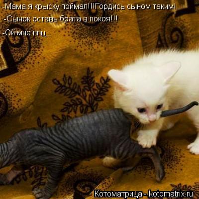 -Мама я крыску поймал!!!Гордись сыном таким! -Сынок оставь брата в покоя!!! -Ой мне ппц...... Котоматрица: -Мама я крыску поймал!!!Гордись сыном таким! -Сынок оставь брата в покоя!!! -Ой мне ппц...