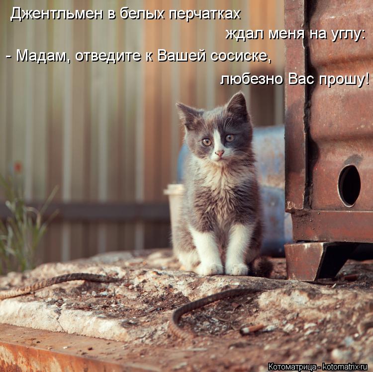 Джентльмен в белых перчатках ждал меня на углу: - Мадам, отведите к Вашей сосиске, любезно Вас прош... Котоматрица: Джентльмен в белых перчатках ждал меня на углу: - Мадам, отведите к Вашей сосиске, любезно Вас прошу!