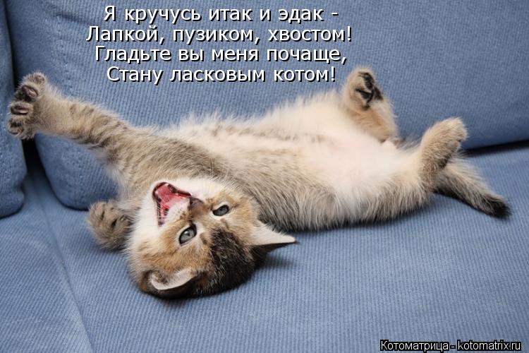 Я кручусь итак и эдак - Лапкой, пузиком, хвостом! Гладьте вы меня почаще, Стану ласковым котом!... Котоматрица: Я кручусь итак и эдак - Лапкой, пузиком, хвостом! Гладьте вы меня почаще, Стану ласковым котом!