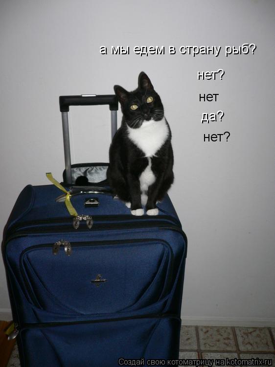 а мы едем в страну рыб? нет? нет да? нет?... Котоматрица: а мы едем в страну рыб? нет? нет да? нет?