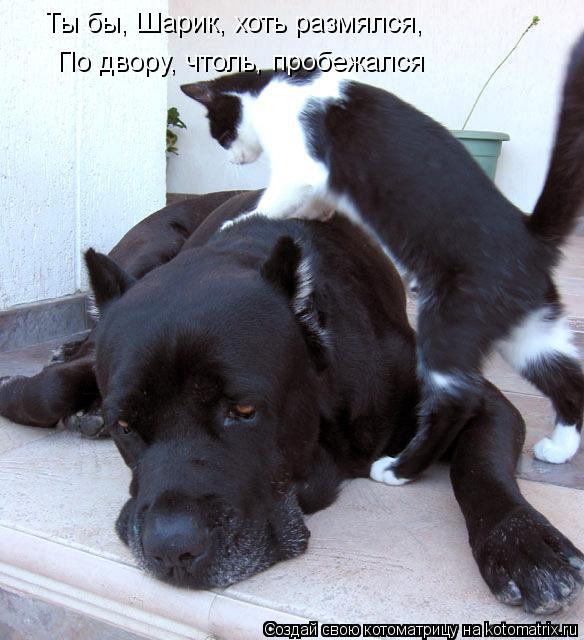 Ты бы, Шарик, хоть размялся, По двору, чтоль, пробежался... Котоматрица: Ты бы, Шарик, хоть размялся, По двору, чтоль, пробежался
