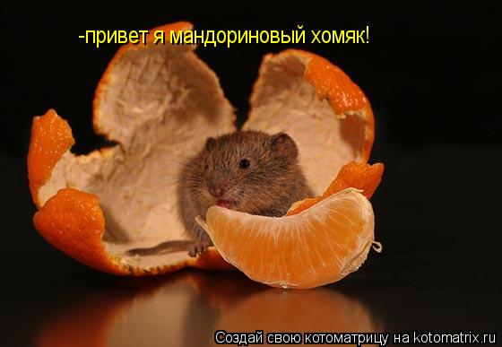 -привет я мандориновый хомяк!... Котоматрица: -привет я мандориновый хомяк!