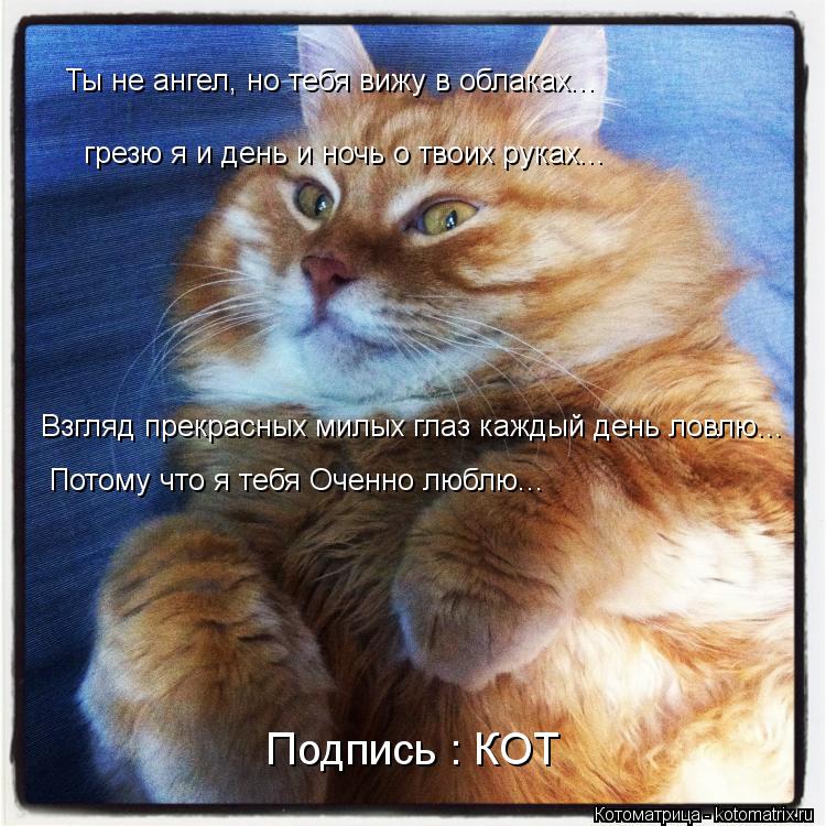 Ты не ангел, но тебя вижу в облаках... грезю я и день и ночь о твоих руках... Взгляд прекрасных милых... Котоматрица: Ты не ангел, но тебя вижу в облаках... грезю я и день и ночь о твоих руках... Взгляд прекрасных милых глаз каждый день ловлю... Потому что я тебя
