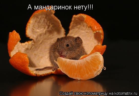 А мандаринок нету!!!... Котоматрица: А мандаринок нету!!!
