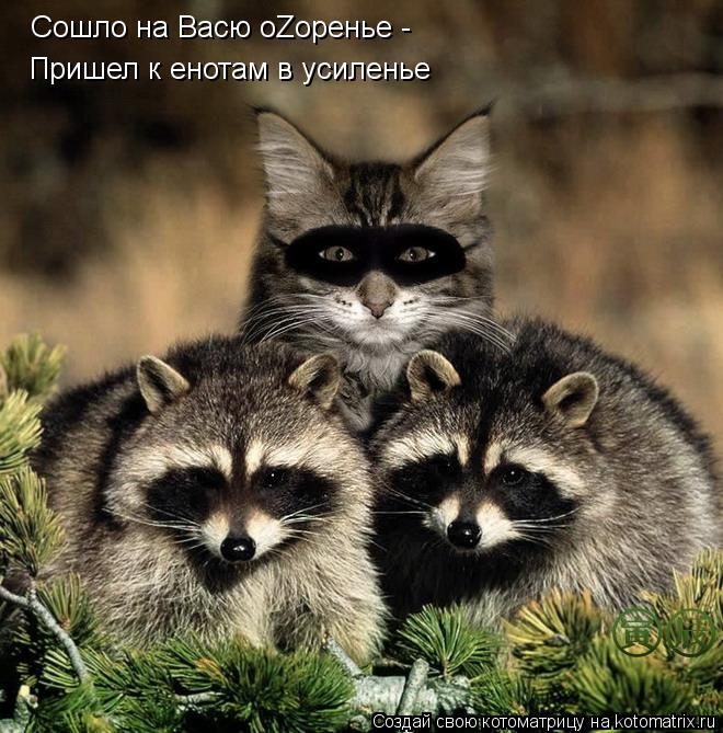 Сошло на Васю оZоренье - Пришел к енотам в усиленье... Котоматрица: Сошло на Васю оZоренье - Пришел к енотам в усиленье