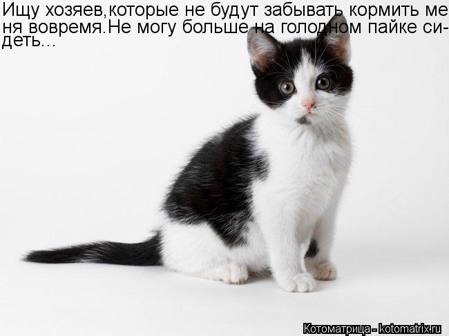 Ищу хозяев,которые не будут забывать кормить ме- ня вовремя.Не могу больше на голодном пайке си- деть... Котоматрица: Ищу хозяев,которые не будут забывать кормить ме- ня вовремя.Не могу больше на голодном пайке си- деть...
