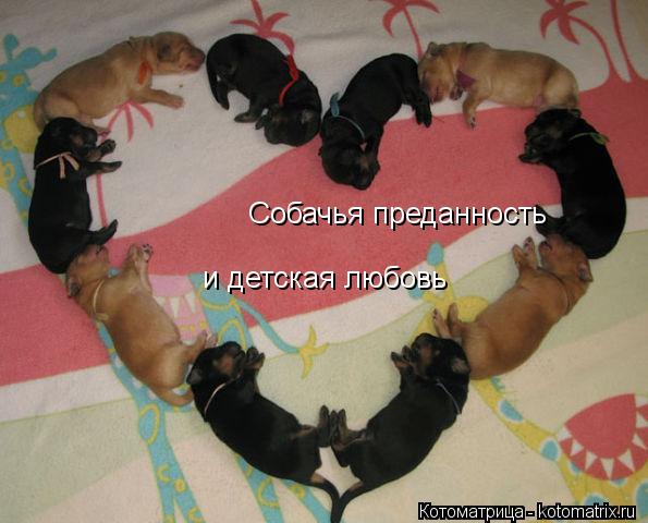 Собачья преданность и детская любовь... Котоматрица: Собачья преданность и детская любовь