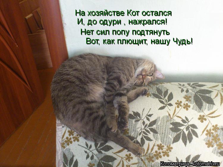 На хозяйстве Кот остался И, до одури , нажрался! Нет сил попу подтянуть Вот, как плющит, нашу Чудь!... Котоматрица: На хозяйстве Кот остался И, до одури , нажрался! Нет сил попу подтянуть Вот, как плющит, нашу Чудь!