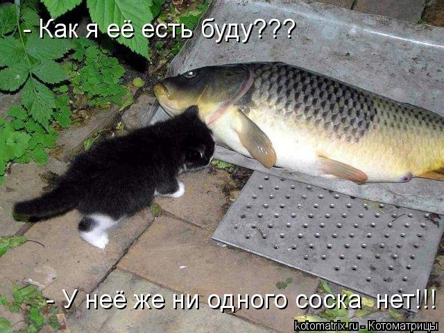 - Как я её есть буду??? - У неё же ни одного соска нет!!!... Котоматрица: - Как я её есть буду??? - У неё же ни одного соска нет!!!