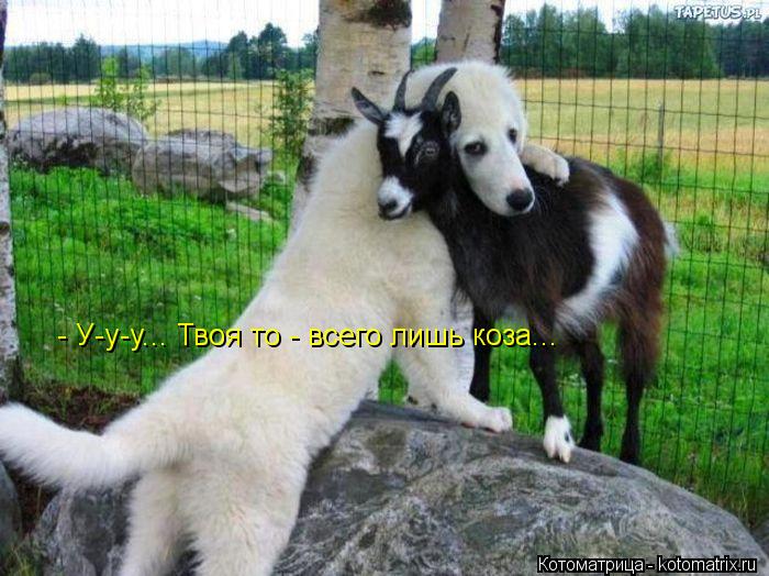 - У-у-у... Твоя то - всего лишь коза...... Котоматрица: - У-у-у... Твоя то - всего лишь коза...