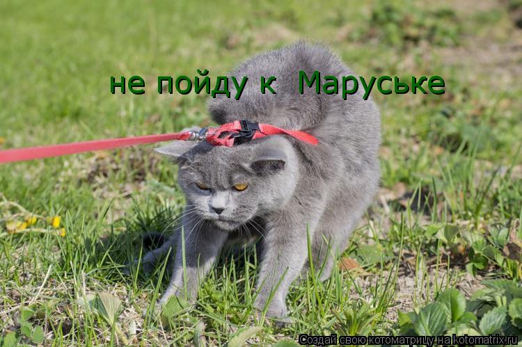 не пойду к Маруське... Котоматрица: не пойду к Маруське