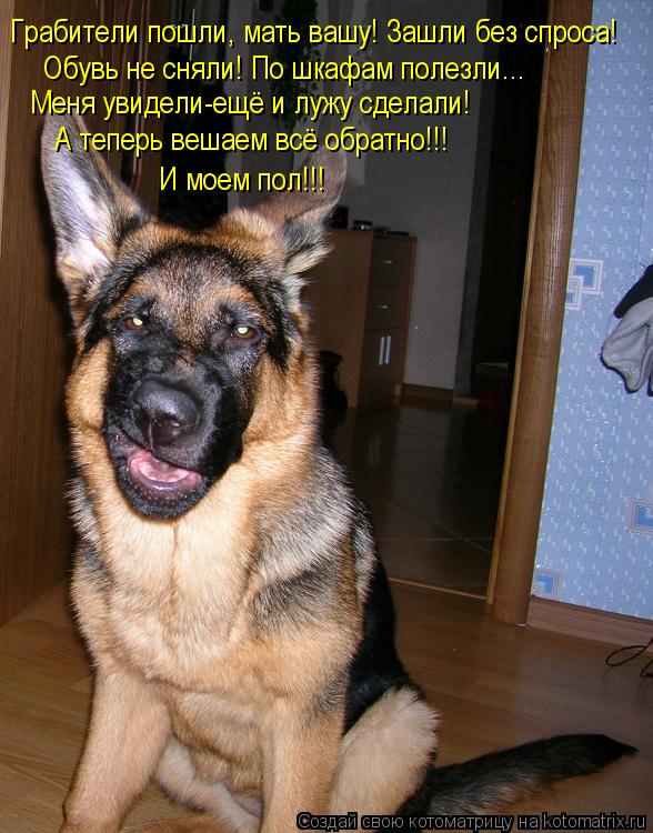 Грабители пошли, мать вашу! Зашли без спроса! Обувь не сняли! По шкафам полезли... Меня увидели-ещё и... Котоматрица: Грабители пошли, мать вашу! Зашли без спроса! Обувь не сняли! По шкафам полезли... Меня увидели-ещё и лужу сделали! А теперь вешаем всё обратно