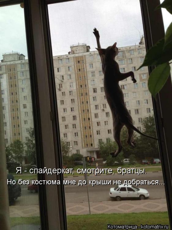 Я - спайдеркэт, смотрите, братцы. Но без костюма мне до крыши не добраться...... Котоматрица: Я - спайдеркэт, смотрите, братцы. Но без костюма мне до крыши не добраться...