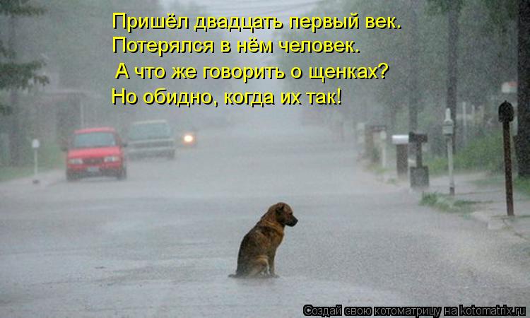 Пришёл двадцать первый век. Потерялся в нём человек. А что же говорить о щенках? Но обидно, когда их ... Котоматрица: Пришёл двадцать первый век. Потерялся в нём человек. А что же говорить о щенках? Но обидно, когда их так!