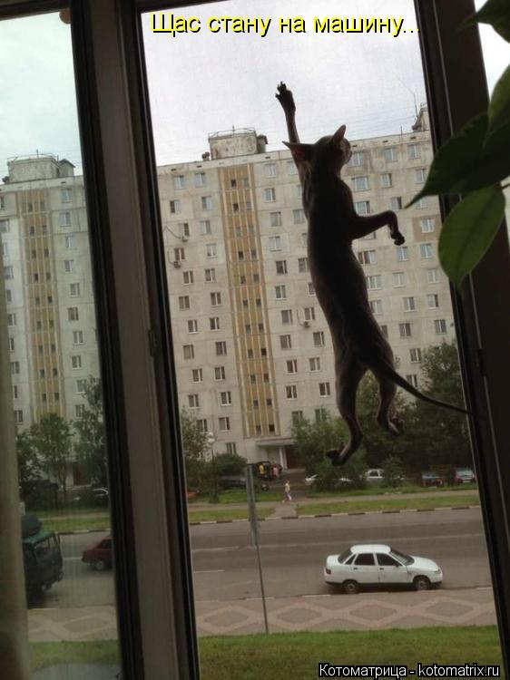Щас стану на машину...... Котоматрица: Щас стану на машину...