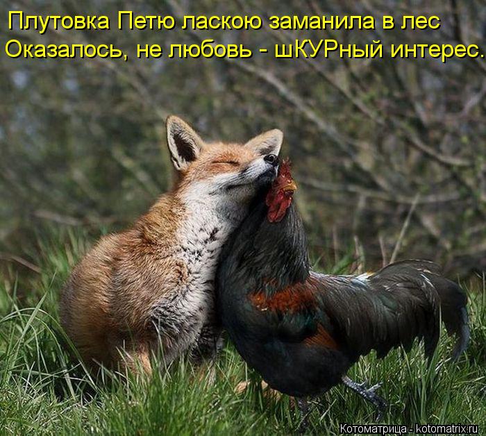 Плутовка Петю ласкою заманила в лес Оказалось, не любовь - шКУРный интерес.... Котоматрица: Плутовка Петю ласкою заманила в лес Оказалось, не любовь - шКУРный интерес.