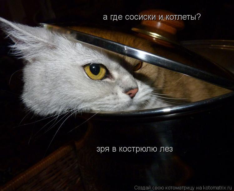 а где сосиски и котлеты? зря в кострюлю лез... Котоматрица: а где сосиски и котлеты? зря в кострюлю лез