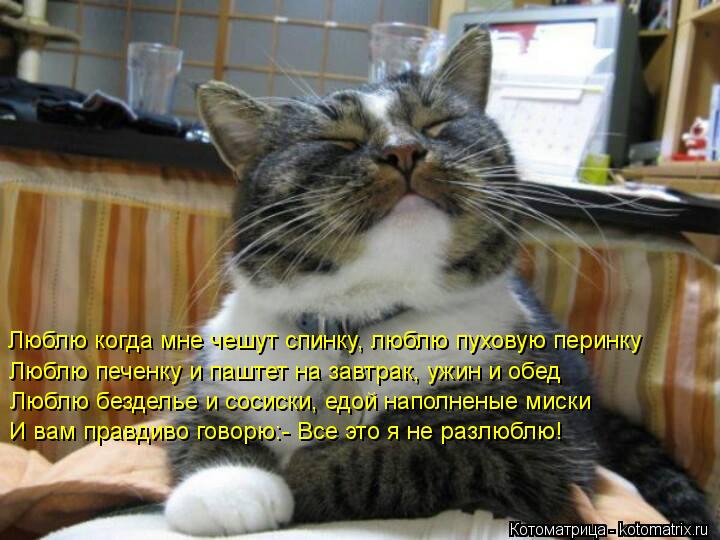 Люблю когда мне чешут спинку, люблю пуховую перинку Люблю печенку и паштет на завтрак, ужин и обед ... Котоматрица: Люблю когда мне чешут спинку, люблю пуховую перинку Люблю печенку и паштет на завтрак, ужин и обед Люблю безделье и сосиски, едой наполнен
